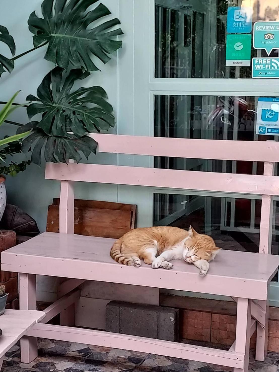 The Commonroom Cnx Chiang Mai Bagian luar foto